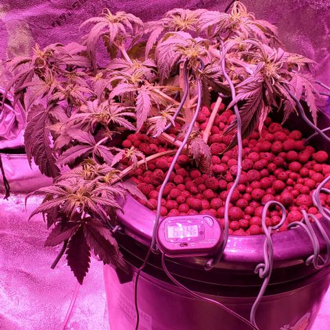 Gorilla Glue #4 - Plant 1 growlog timeline photo