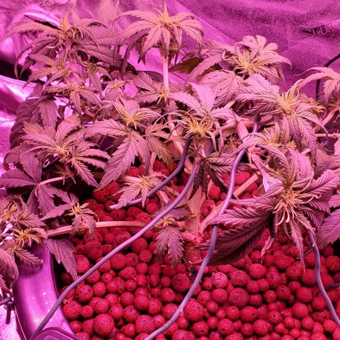 Gorilla Glue #4 - Plant 1 growlog timeline photo