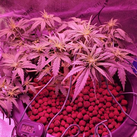 Gorilla Glue #4 - Plant 1 growlog timeline photo