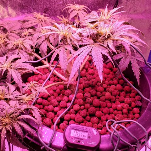 Gorilla Glue #4 - Plant 1 growlog timeline photo
