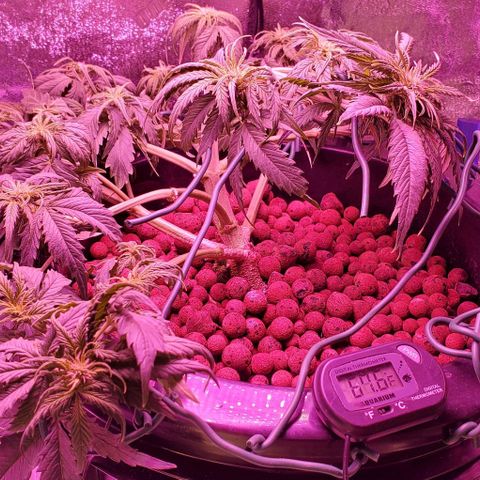 Gorilla Glue #4 - Plant 1 growlog timeline photo