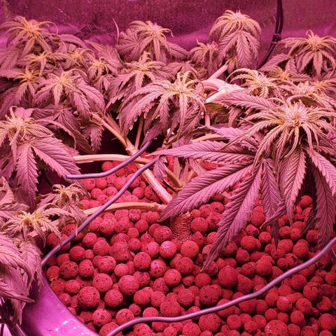Gorilla Glue #4 - Plant 1 growlog timeline photo