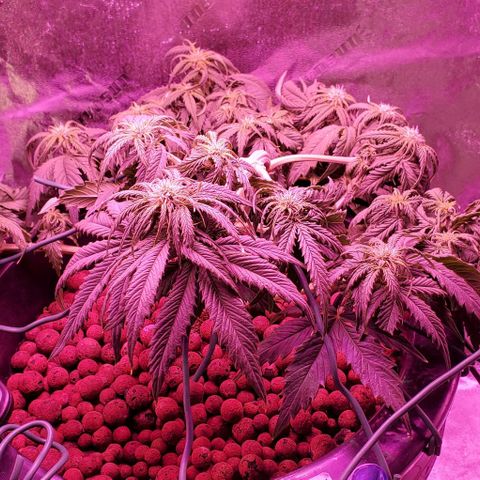 Gorilla Glue #4 - Plant 1 growlog timeline photo