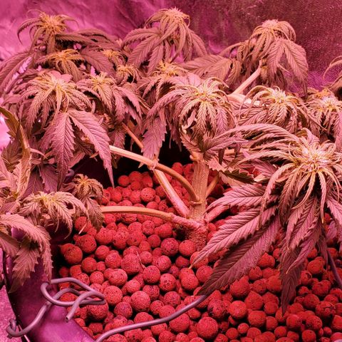 Gorilla Glue #4 - Plant 1 growlog timeline photo