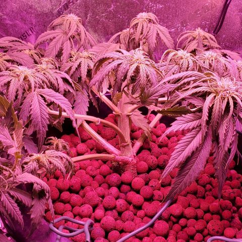 Gorilla Glue #4 - Plant 1 growlog timeline photo