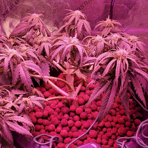 Gorilla Glue #4 - Plant 1 growlog timeline photo