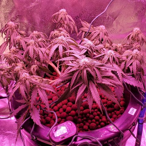 Gorilla Glue #4 - Plant 1 growlog timeline photo