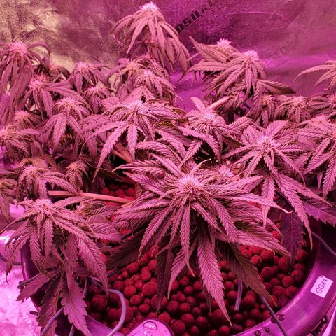 Gorilla Glue #4 - Plant 1 growlog timeline photo