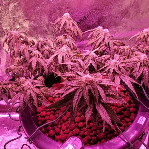 Gorilla Glue #4 - Plant 1 growlog timeline photo