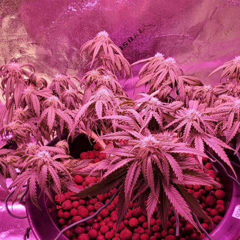Gorilla Glue #4 - Plant 1 growlog timeline photo