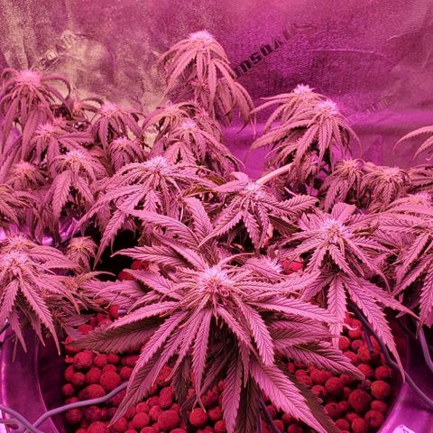 Gorilla Glue #4 - Plant 1 growlog timeline photo