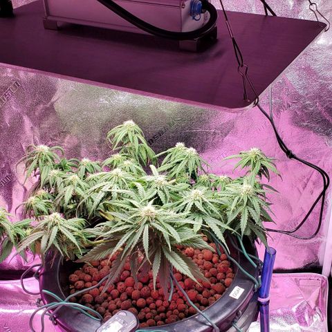 Gorilla Glue #4 - Plant 1 growlog timeline photo
