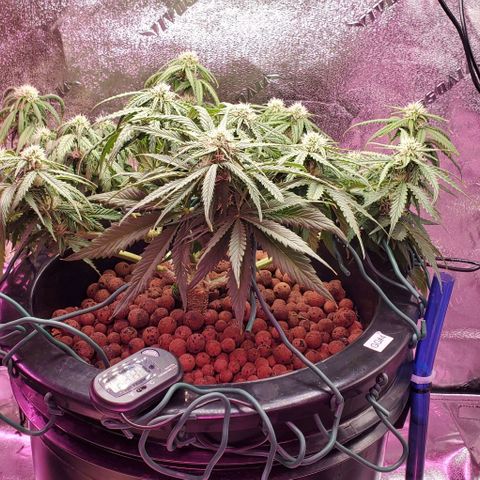 Gorilla Glue #4 - Plant 1 growlog timeline photo