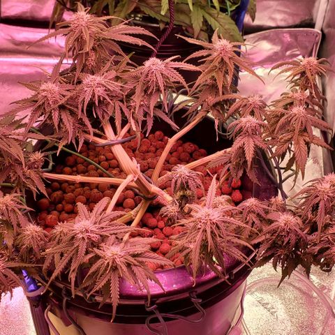 Gorilla Glue #4 - Plant 1 growlog timeline photo