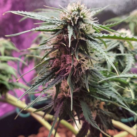 Gorilla Glue #4 - Plant 1 growlog timeline photo