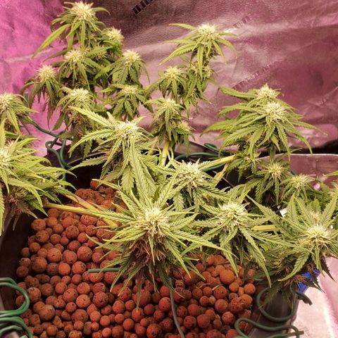 Gorilla Glue #4 - Plant 1 growlog timeline photo