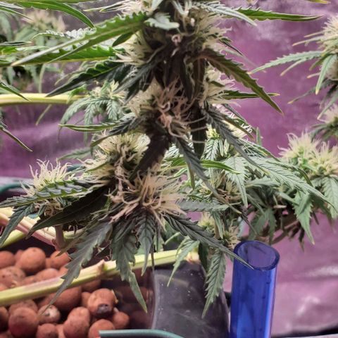Gorilla Glue #4 - Plant 1 growlog timeline photo