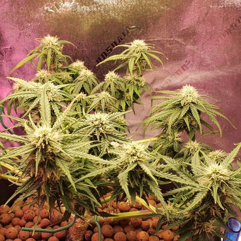 Gorilla Glue #4 - Plant 1 growlog timeline photo