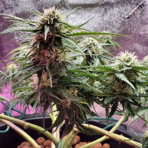 Gorilla Glue #4 - Plant 1 growlog timeline photo