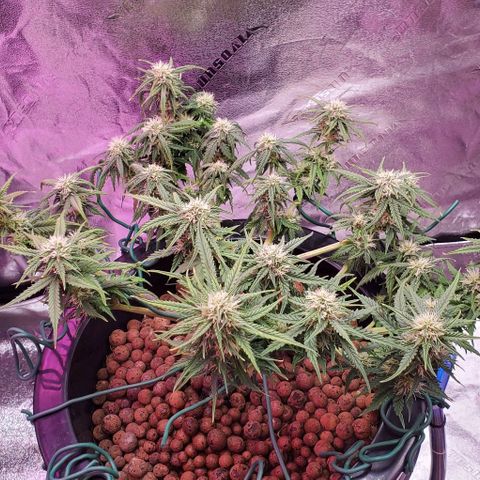 Gorilla Glue #4 - Plant 1 growlog timeline photo