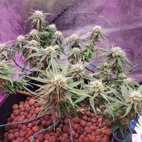 Gorilla Glue #4 - Plant 1 growlog timeline photo