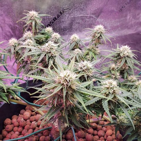 Gorilla Glue #4 - Plant 1 growlog timeline photo
