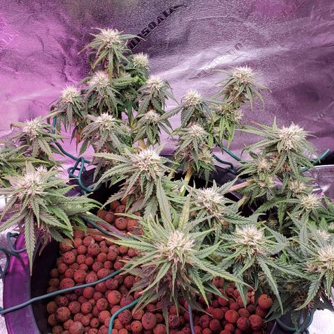 Gorilla Glue #4 - Plant 1 growlog photo: AM