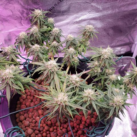 Gorilla Glue #4 - Plant 1 growlog timeline photo