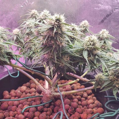 Gorilla Glue #4 - Plant 1 growlog timeline photo
