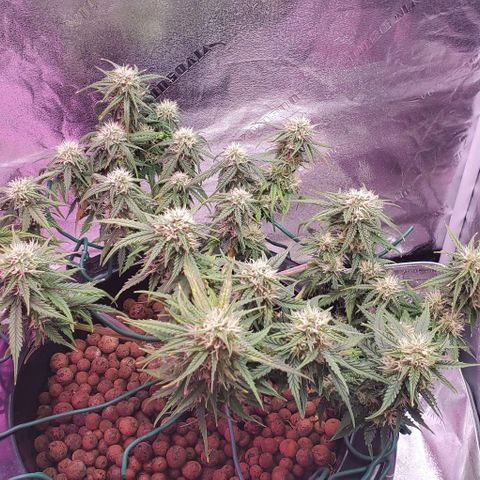 Gorilla Glue #4 - Plant 1 growlog timeline photo