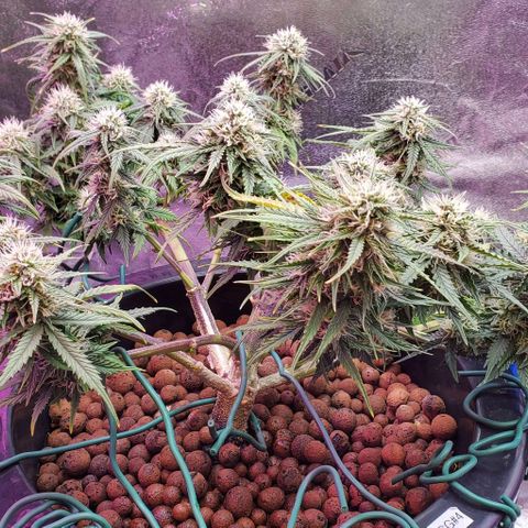 Gorilla Glue #4 - Plant 1 growlog timeline photo