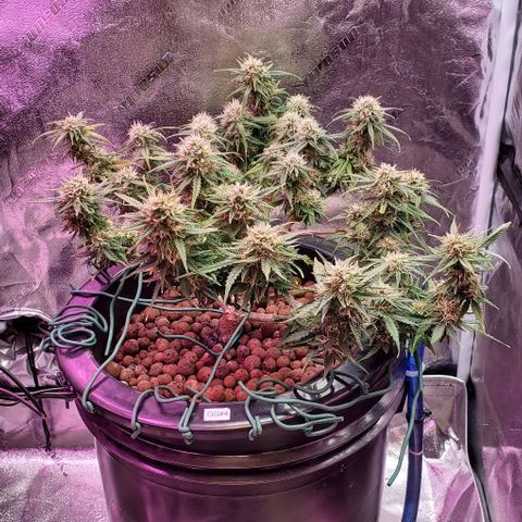 Gorilla Glue #4 - Plant 1 growlog timeline photo