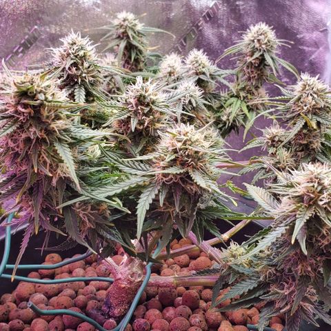 Gorilla Glue #4 - Plant 1 growlog timeline photo