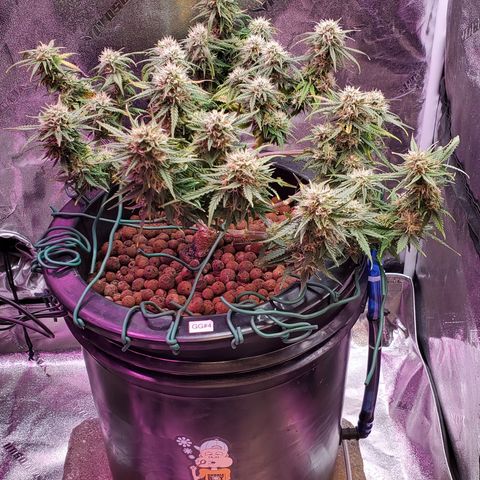 Gorilla Glue #4 - Plant 1 growlog timeline photo