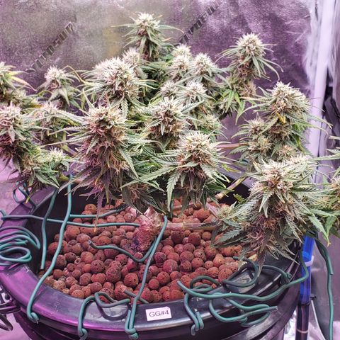 Gorilla Glue #4 - Plant 1 growlog timeline photo