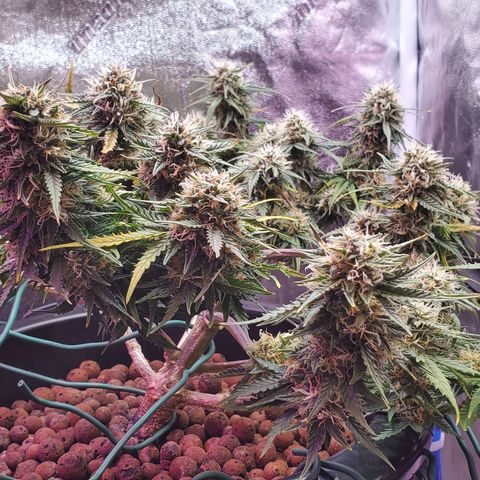 Gorilla Glue #4 - Plant 1 growlog timeline photo
