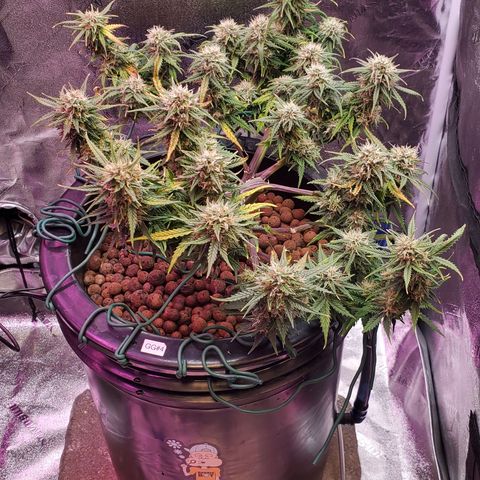 Gorilla Glue #4 - Plant 1 growlog timeline photo