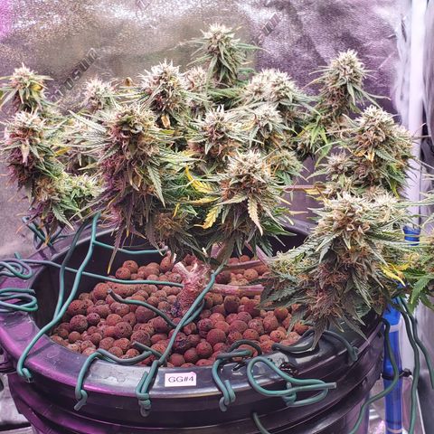 Gorilla Glue #4 - Plant 1 growlog timeline photo