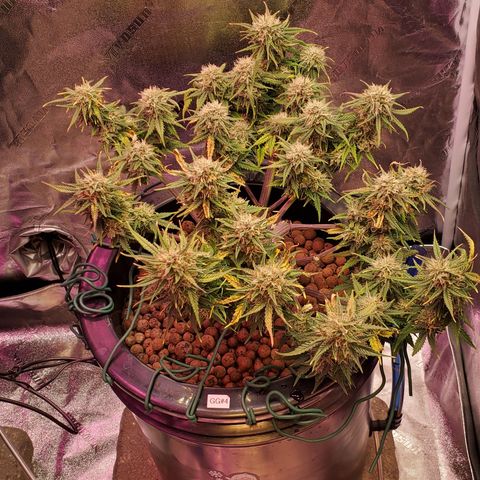 Gorilla Glue #4 - Plant 1 growlog timeline photo