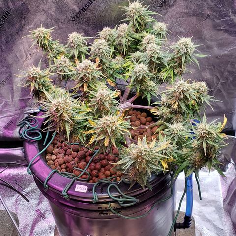 Gorilla Glue #4 - Plant 1 growlog timeline photo