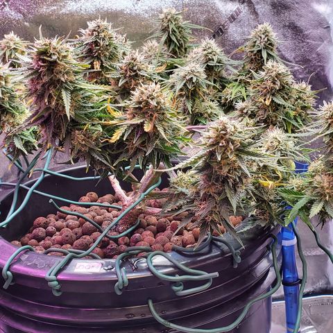 Gorilla Glue #4 - Plant 1 growlog timeline photo