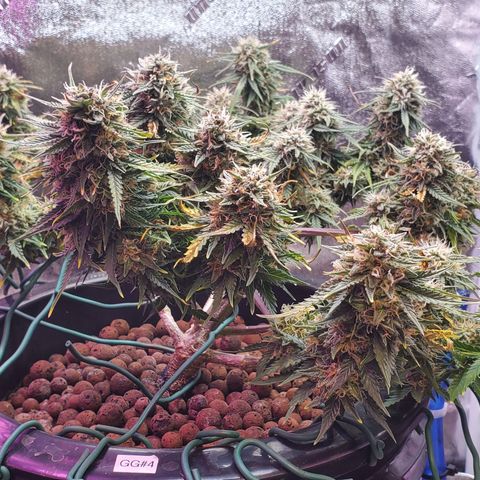 Gorilla Glue #4 - Plant 1 growlog timeline photo