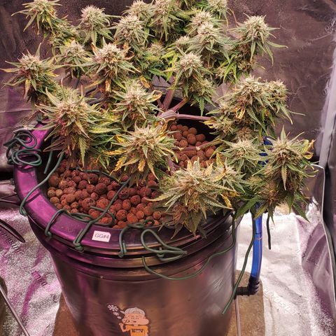 Gorilla Glue #4 - Plant 1 growlog timeline photo