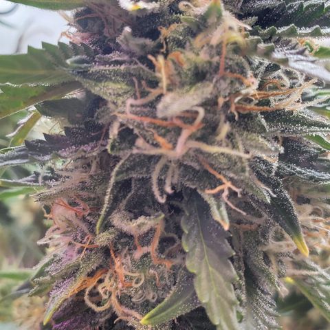 Gorilla Glue #4 - Plant 1 growlog timeline photo