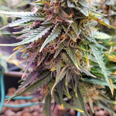 Gorilla Glue #4 - Plant 1 growlog timeline photo