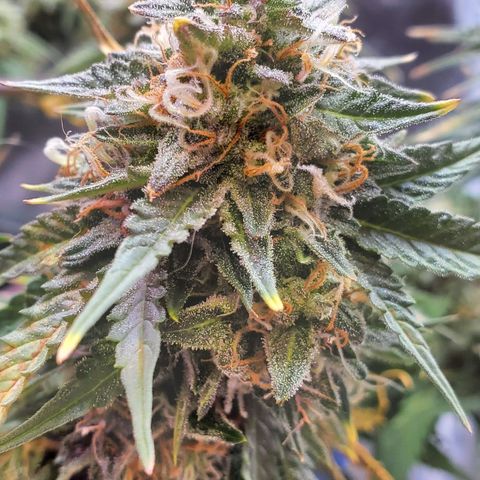 Gorilla Glue #4 - Plant 1 growlog timeline photo