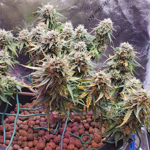 Gorilla Glue #4 - Plant 1 growlog timeline photo