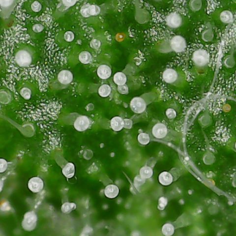 Gorilla Glue #4 - Plant 1 growlog timeline photo