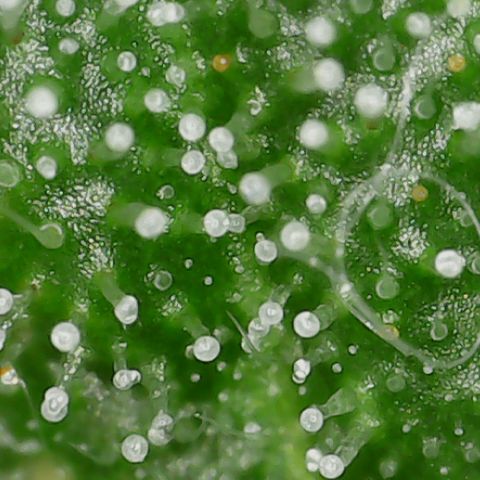 Gorilla Glue #4 - Plant 1 growlog timeline photo