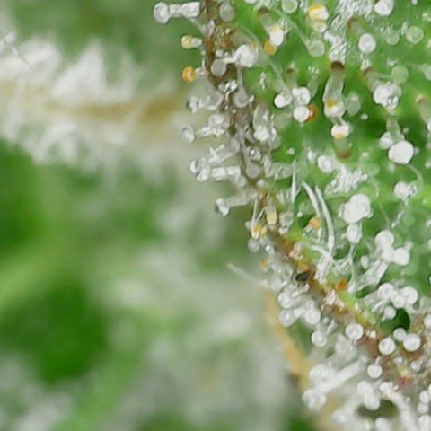 Gorilla Glue #4 - Plant 1 growlog timeline photo